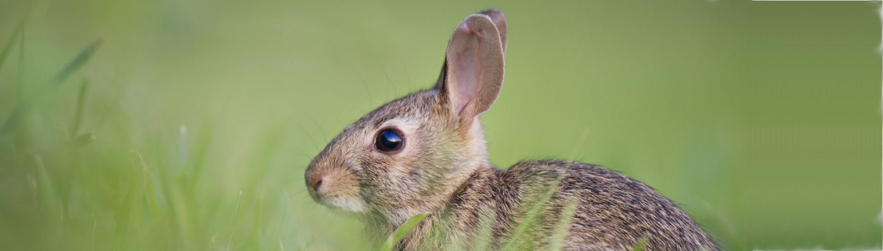 Veselé Velikonoce přeje tým EVPÚ Defence
