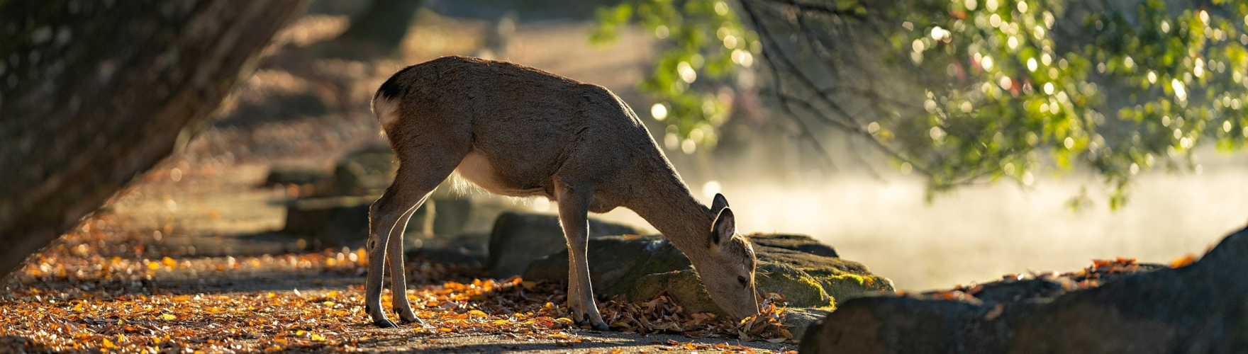 UPOZORNĚNÍ - omezení provozu 27. - 28. 10. 2025