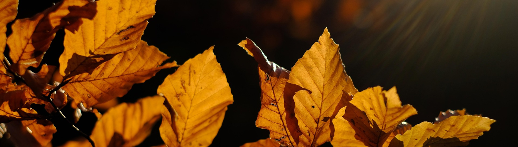 NOTICE - Public holiday on November 17, 2025